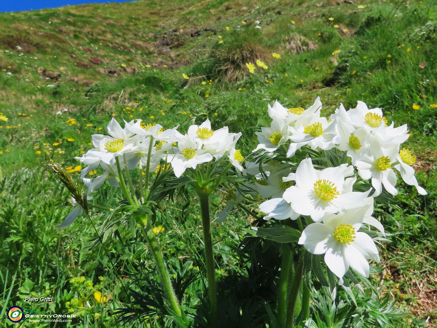 17 Anemone narcissiflora - Anemone narcissino.JPG